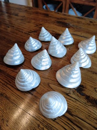 Conchiglie di Madreperla Decorative (Set 11)