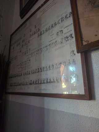 Cuadro Genealógico Reyes España