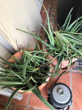 Planta de Aloe Vera con Raíces