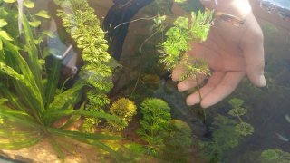 Planta Limnophila para acuario