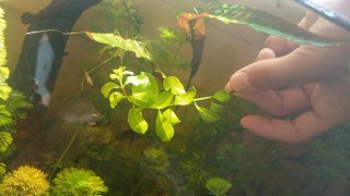 Rotala para acuario
