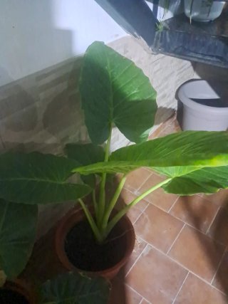 Planta con hojas grandes