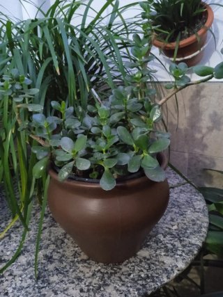 Macetero terracota marrón nuevo