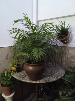 Macetero terracota marrón nuevo