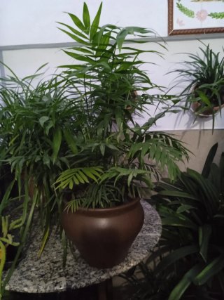 Macetero terracota marrón nuevo