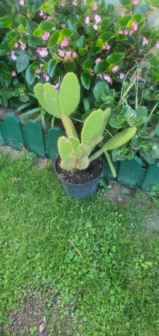 Cactus grande en maceta negra