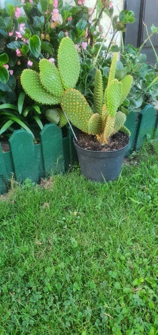 Cactus grande en maceta negra