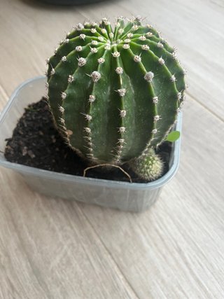 Cactus en maceta