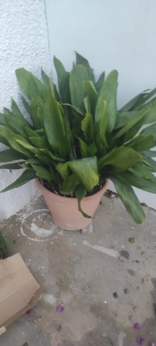 Aspidistra grande