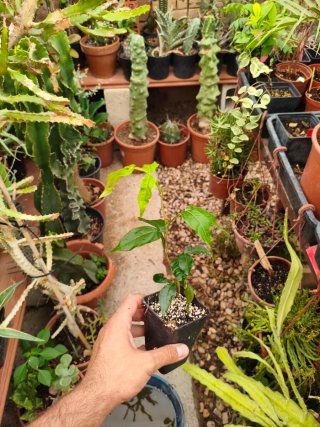 Plantones Inga edulis