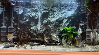 Acuario Aqualux Pro 300 Comoleto
