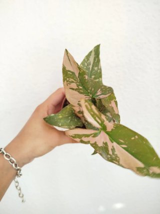 Planta Syngonium Pink Splash