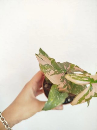 Planta Syngonium Pink Splash