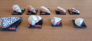 Collezione 9 conchiglie Conus vintage