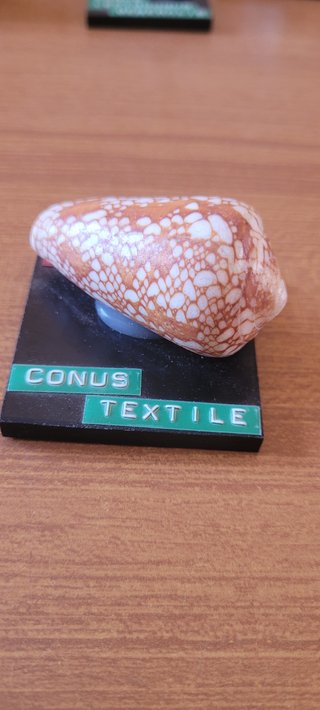 Collezione 9 conchiglie Conus vintage