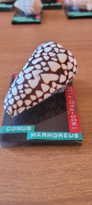 Collezione 9 conchiglie Conus vintage