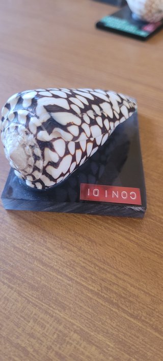 Collezione 9 conchiglie Conus vintage