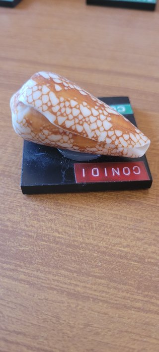 Collezione 9 conchiglie Conus vintage