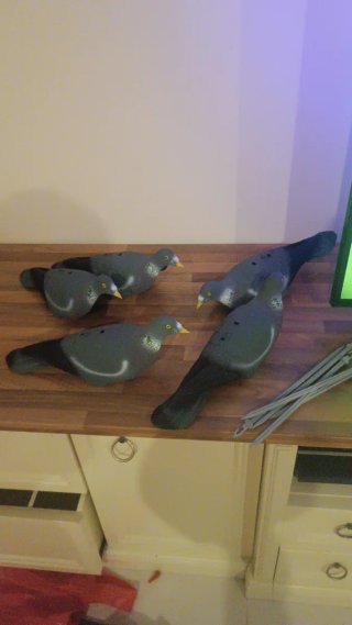 5 Palomas señuelo caza