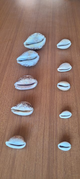 Lotto 10 Cipree Tropicali da Collezione