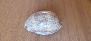 Lotto 10 Cipree Tropicali da Collezione