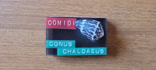 Lotto 10 conchiglie Conus identificate