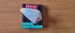 Lotto 10 conchiglie Conus identificate