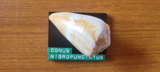 Lotto 10 conchiglie Conus identificate