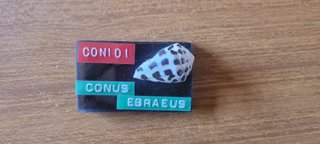 Lotto 10 conchiglie Conus identificate
