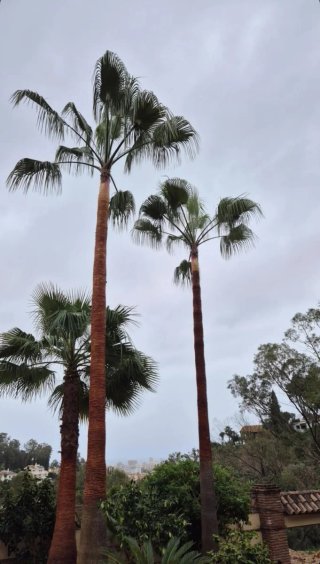 Jardinero en Málaga | Mantenimiento Jardines