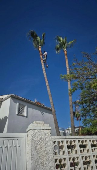 Jardinero en Málaga | Mantenimiento Jardines