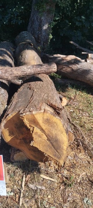 Tronco de madera  castaño