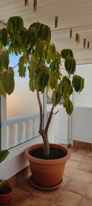 Planta árbol jardín exterior, ahora rebajada