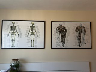Cuadro Anatomía Humana