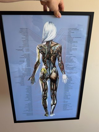 Cuadro Anatomía Humana Músculos