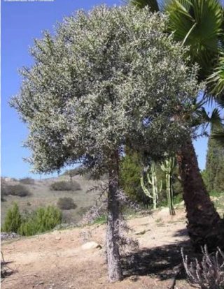Esqueje Euphorbia Stenoclada