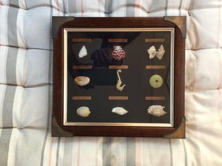 Cuadro decorativo con nudos marineros y conchas