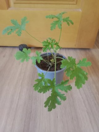 Planta Citronela Antimosquitos