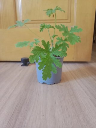 Planta Citronela Antimosquitos