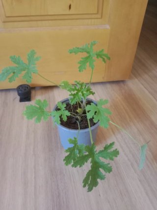 Planta Citronela Antimosquitos