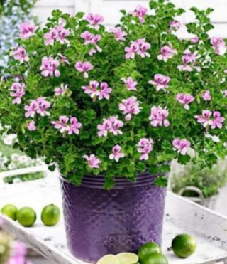 Planta Citronela Antimosquitos