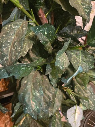 Planta Artificial Decorativa