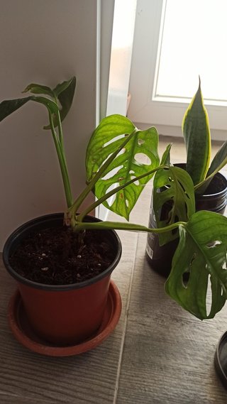 Lote 3 plantas: Espatifilo, Monstera, Sansevieria