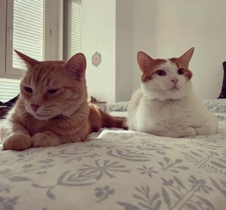 Cuidadora de gatos | Cat sitter | Valle del Tietar
