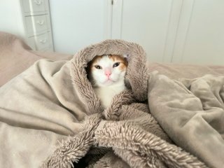 Cuidadora de gatos | Cat sitter | Valle del Tietar