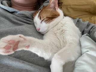 Cuidadora de gatos | Cat sitter | Valle del Tietar