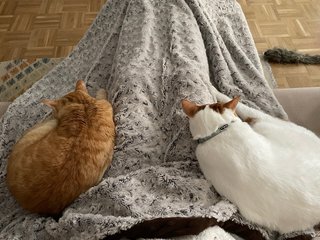 Cuidadora de gatos | Cat sitter | Valle del Tietar