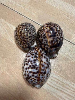 Lote 3 conchiglie marine decorative