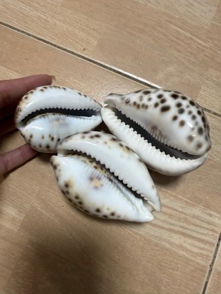 Lote 3 conchiglie marine decorative