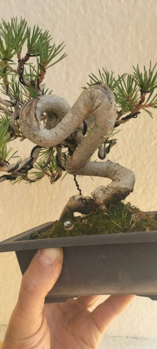 Pre-bonsai Pino Silvestre.